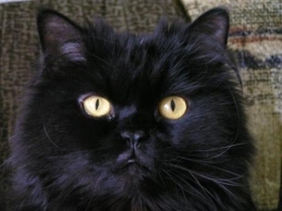 Магия черного кота