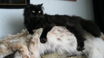 Магия черного кота