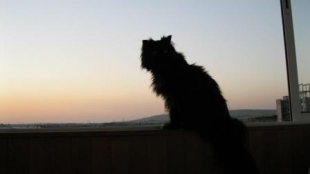 Магия черного кота