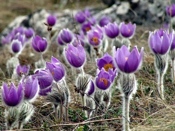 otvorot-na-foto