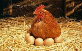 гадание по куриному яйцу
