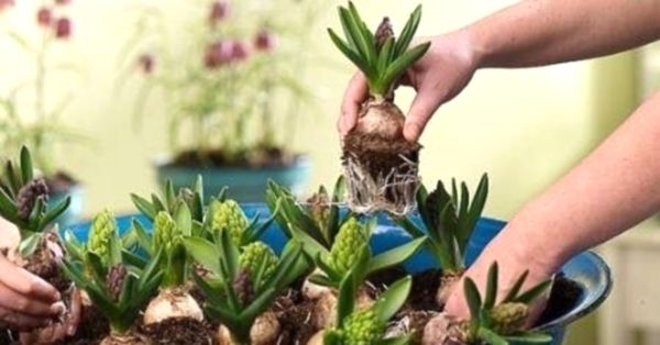 заговор, обряд, ритуал, магия, приворот, приворот на булавки и цветочную луковицу