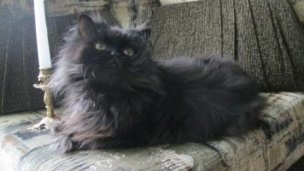 Приворот через кота