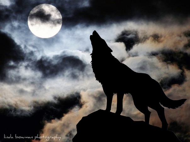 Порча одинокого волка