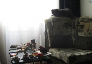 Приворот через кота